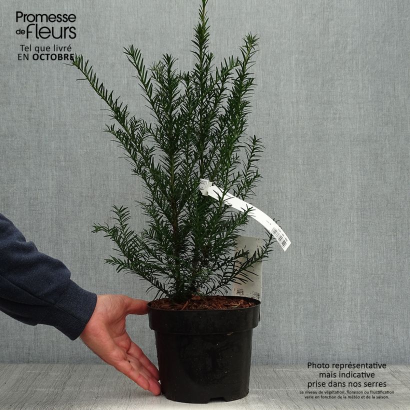 Spécimen de Taxus baccata - If commun tel que livré en automne