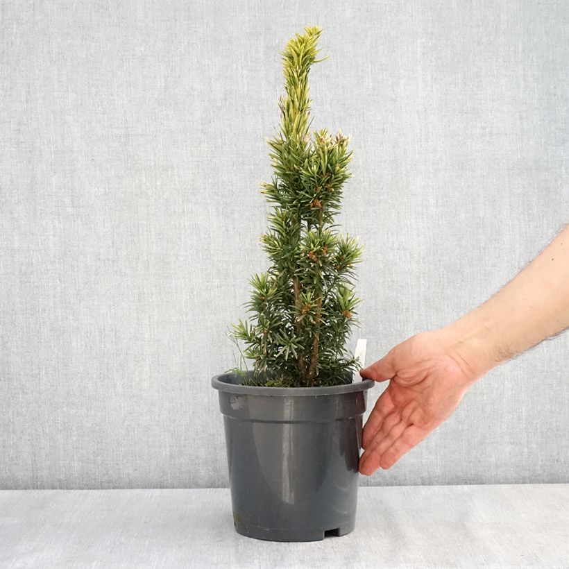 Spécimen de Taxus baccata Fastigiata Aurea - If commun doré Pot de 2L/3L tel que livré au printemps