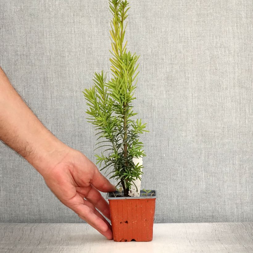 Spécimen de Taxus baccata Fastigiata Robusta - If commun fastigié Godet de 8/9 cm tel que livré en été