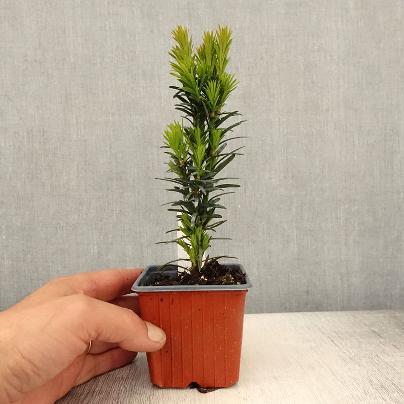 Spécimen de Taxus baccata Fastigiata Robusta - If commun fastigié - Godet de 8/9 cm tel que livré au printemps