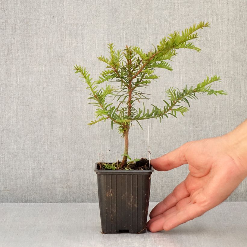 Spécimen de Taxus baccata - If commun Godet de 8/9 cm tel que livré en été