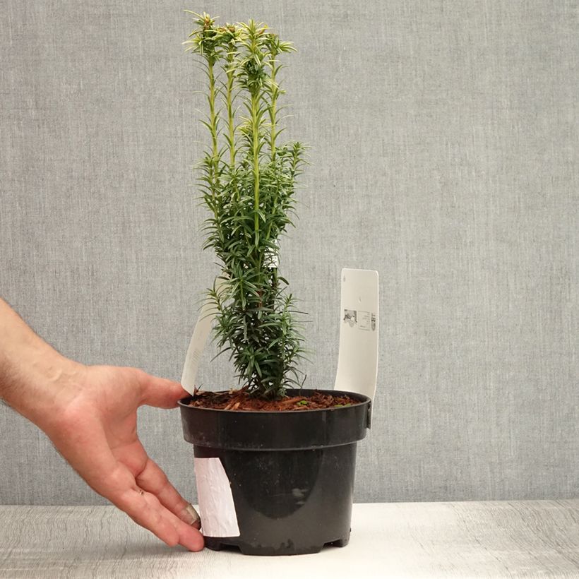 Spécimen de Taxus baccata Ivory Tower - If colonnaire panaché Pot de 2L/3L tel que livré en été