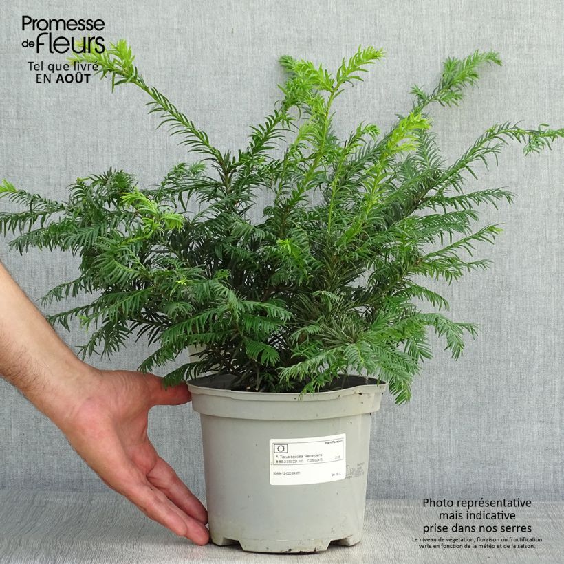 Spécimen de Taxus baccata Repandens - If commun Pot de 2L/3L tel que livré en été