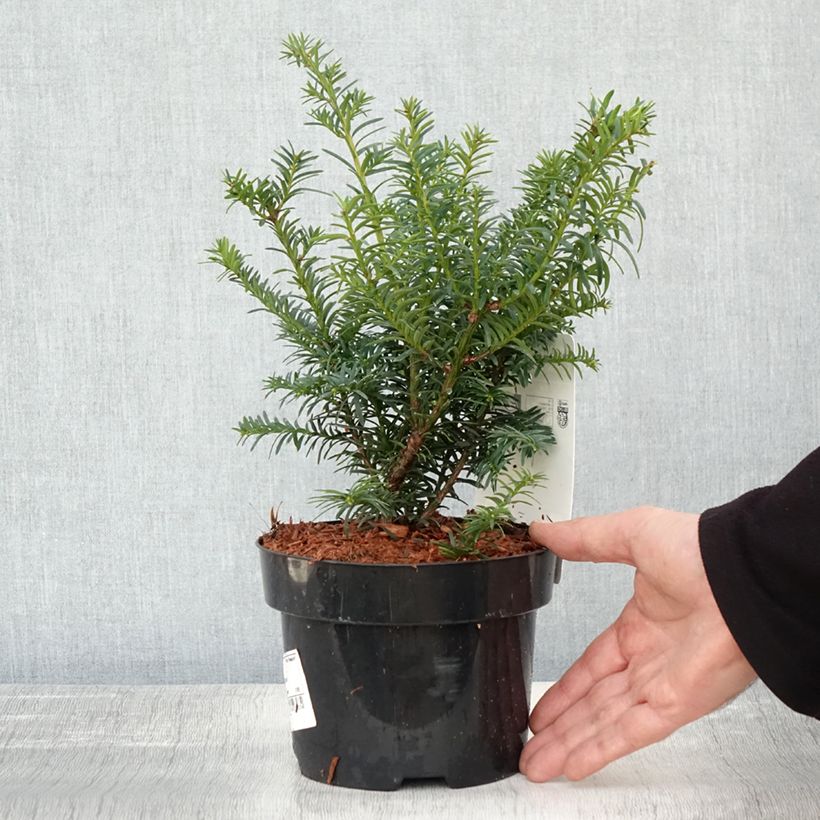 Spécimen de Taxus baccata Summergold - If commun doré Pot de 2L/3L tel que livré en automne