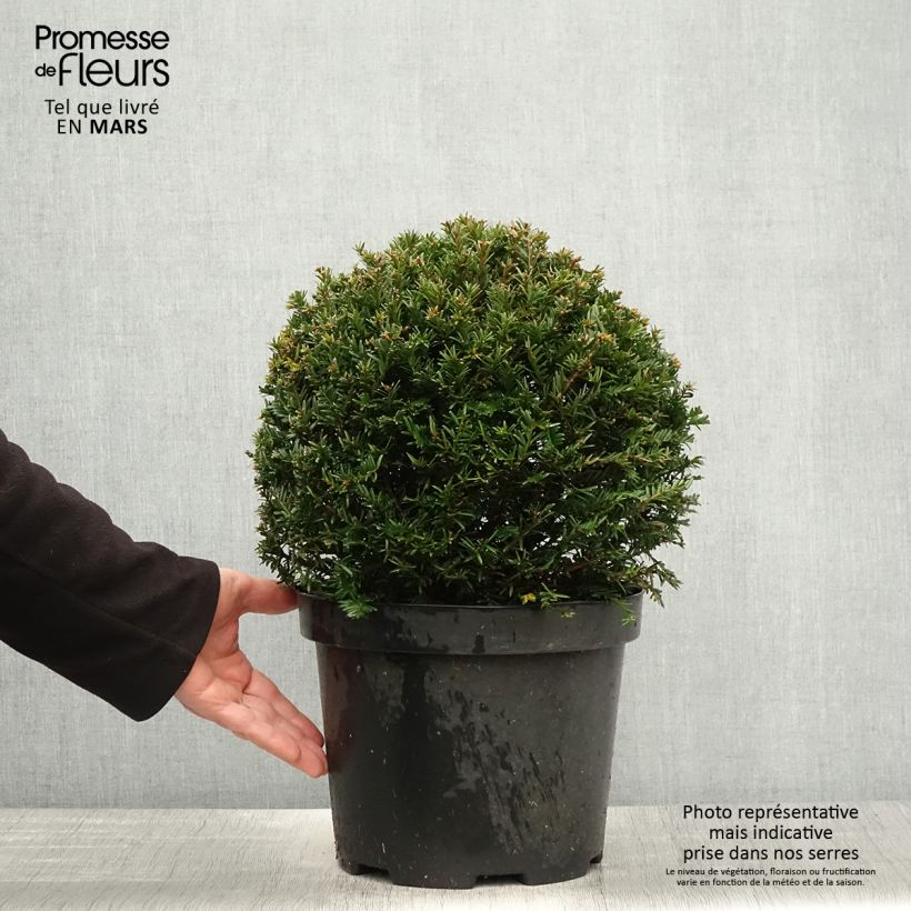 Spécimen de Taxus baccata formé en boule - Topiaire d'if Pot de 7,5L/10L, BouleHauteur livrée env. 30/40cm tel que livré au printemps