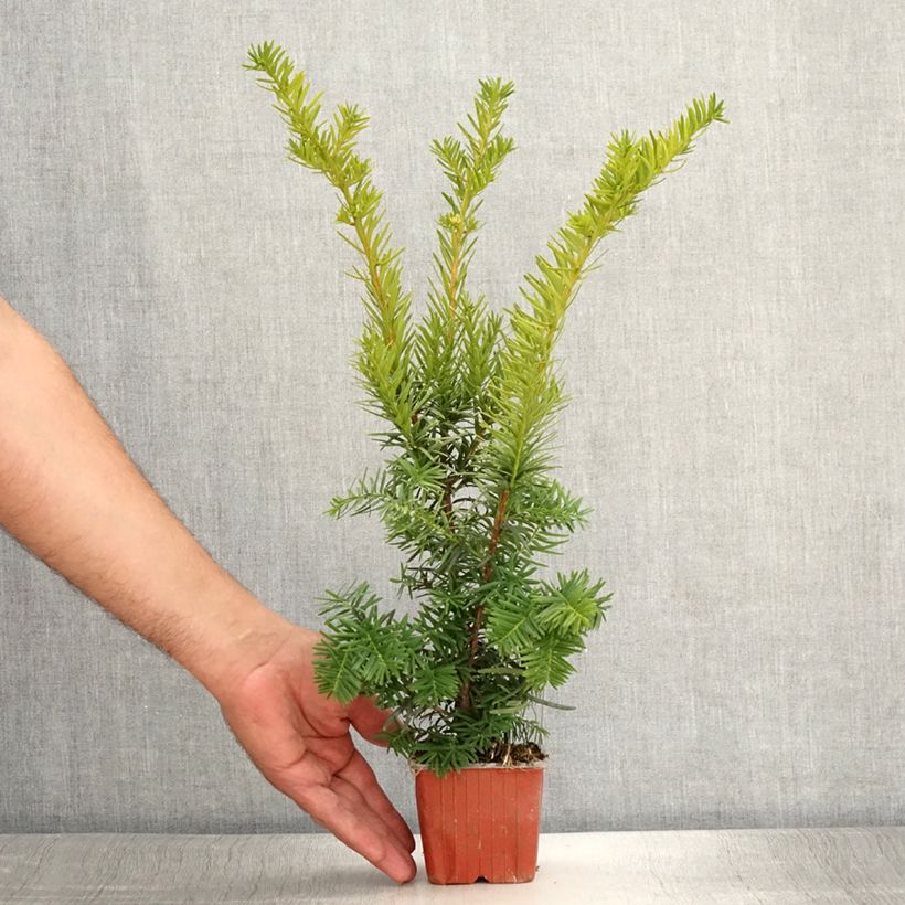 Spécimen de Taxus media Densiformis - If hybride Godet de 8/9 cm tel que livré en été
