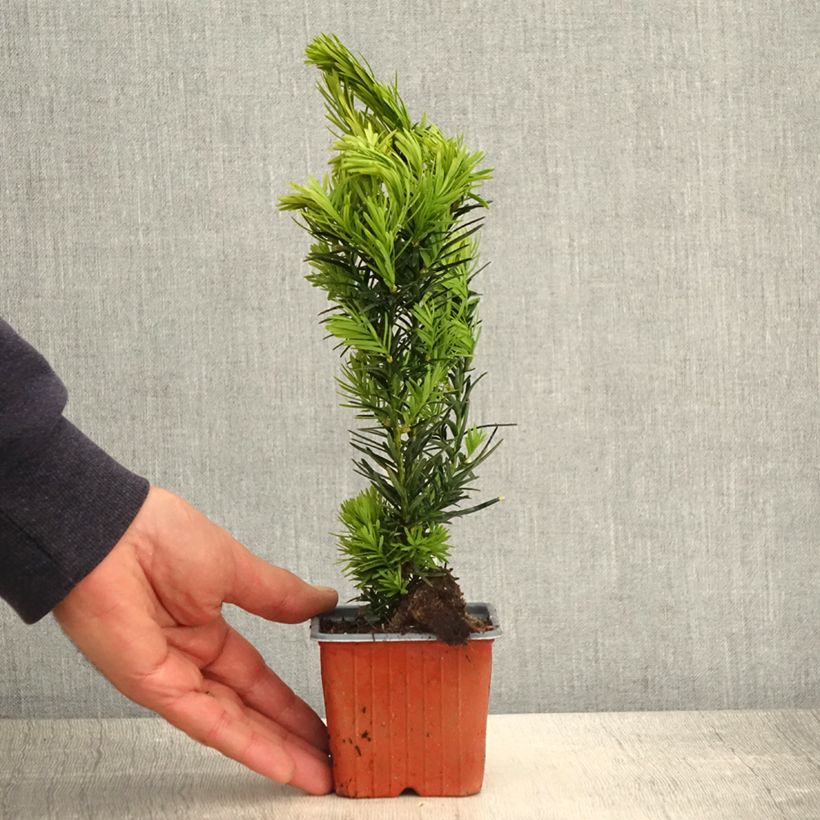 Spécimen de Taxus media Densiformis - If hybride - Godet de 8/9 cm tel que livré au printemps