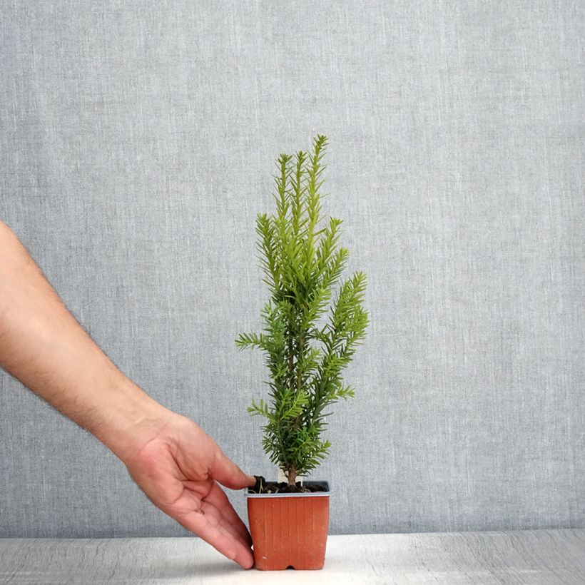Spécimen de Taxus media Hillii - If hybride Godet de 8/9 cm tel que livré en été