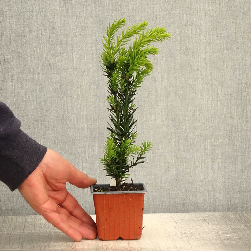 Spécimen de Taxus media Hillii - If hybride - Godet de 8/9 cm tel que livré au printemps