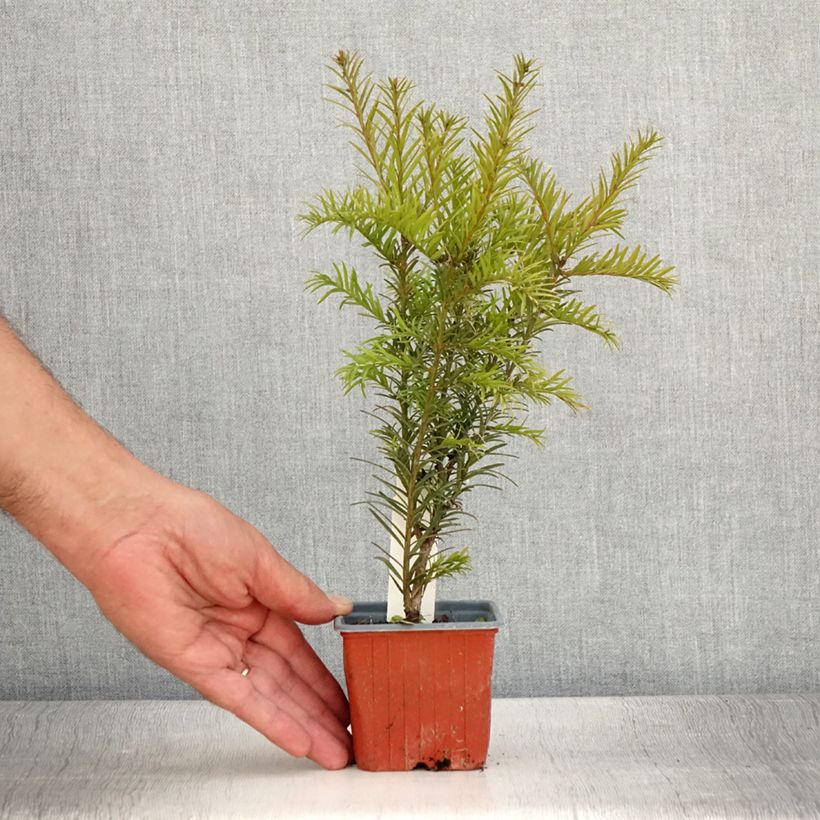 Spécimen de Taxus x media Groenland - If hybride Godet de 8/9 cm tel que livré en été