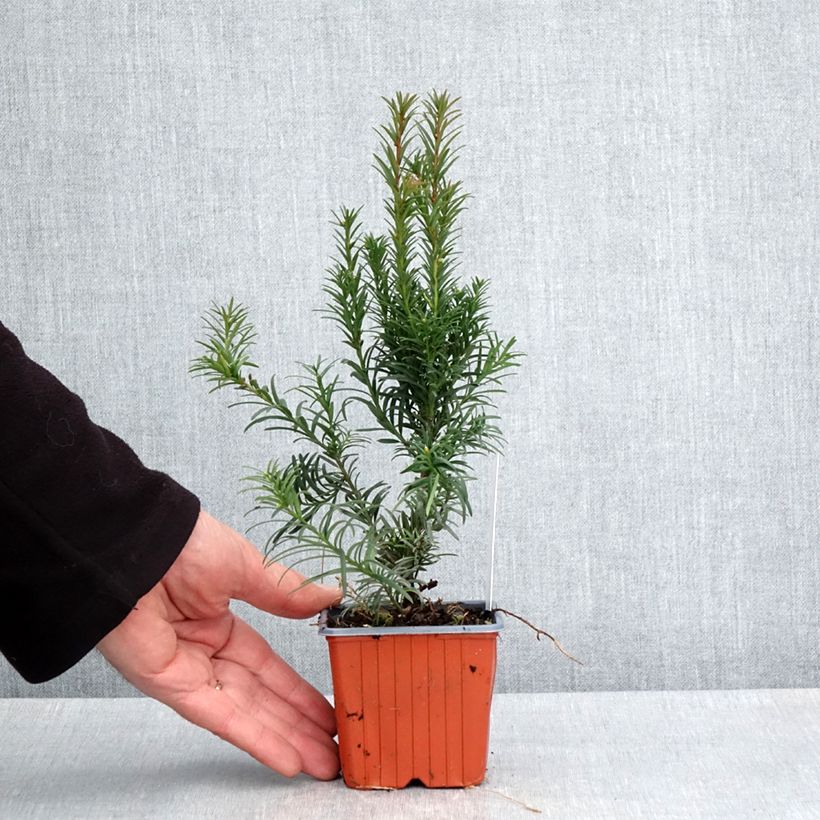 Spécimen de Taxus x media Groenland - If hybride - Godet de 8/9 cm tel que livré au printemps