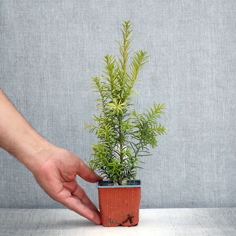 Spécimen de Taxus x media Hicksii - If hybride Godet de 8/9 cm tel que livré en été