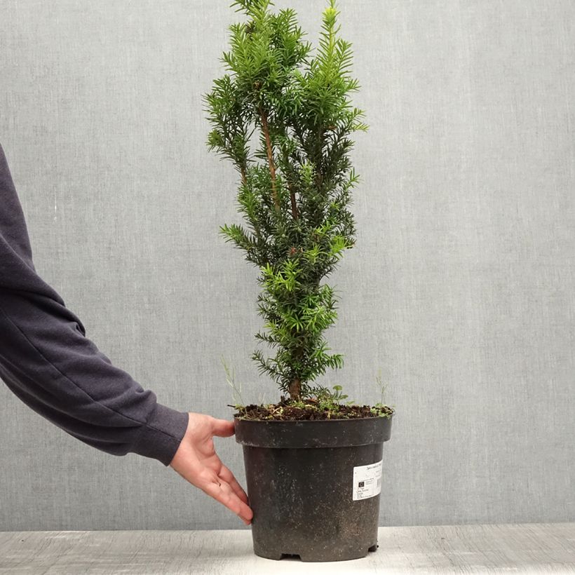 Spécimen de Taxus x media Hicksii - If hybride Pot de 7,5L/10L tel que livré en été