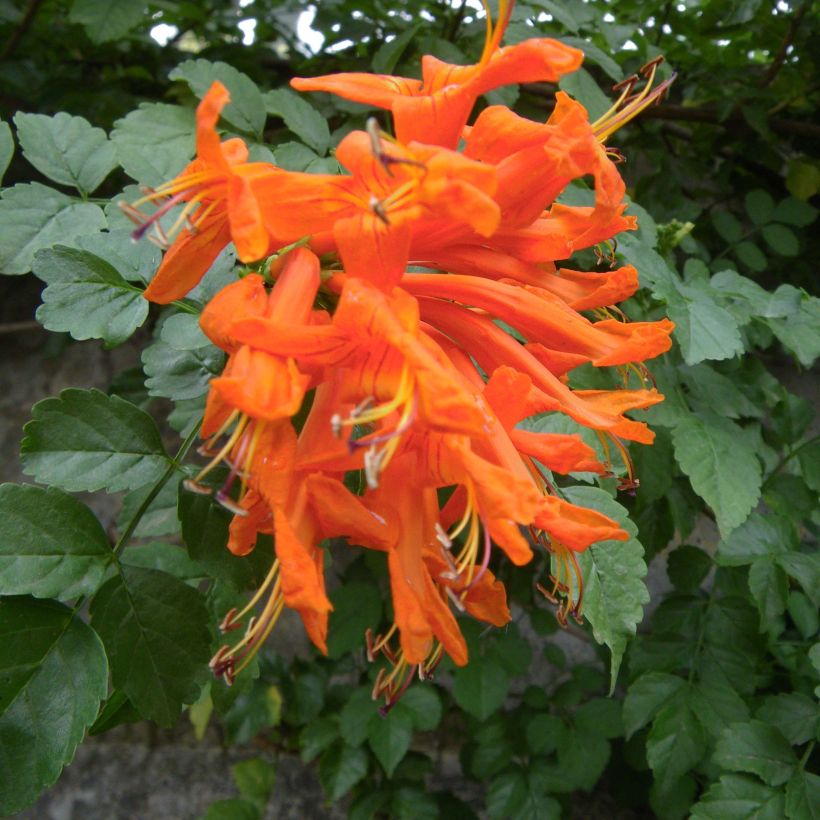 Tecomaria (Tecoma) capensis - Chèvrefeuille du Cap (Floraison)