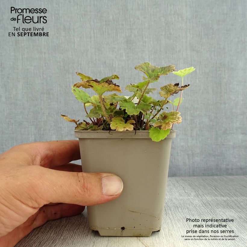 Spécimen de Tellima grandiflora Rubra - Tellime à grande fleur Godet de 8/9 cm tel que livré en été
