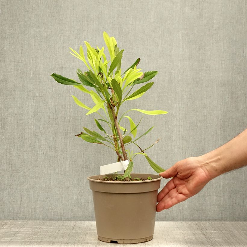 Spécimen de Telopea White - Waratah  blanc Pot de 4L/5L tel que livré en été