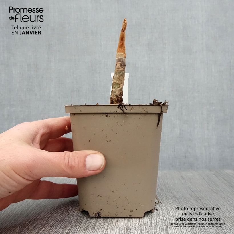 Spécimen de Tetrapanax papyrifera Rex - Plante à papier de riz Pot de 10 cm/11cm tel que livré en hiver