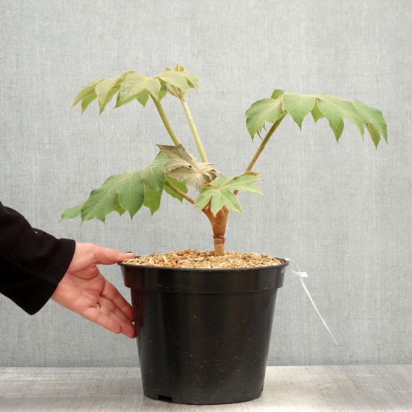 Spécimen de Tetrapanax papyrifera Rex - Plante à papier de riz Pot de 6L/7L tel que livré au printemps