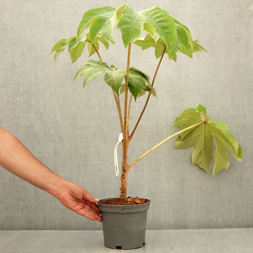 Spécimen de Tetrapanax papyrifera Rex - Plante à papier de riz Pot de 3L/4L tel que livré en été
