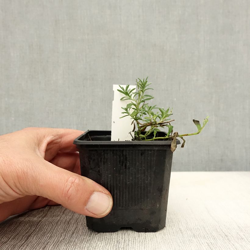 Spécimen de Teucrium ackermanii - Germandrée d'Ackerman Godet de 8/9 cm tel que livré en automne