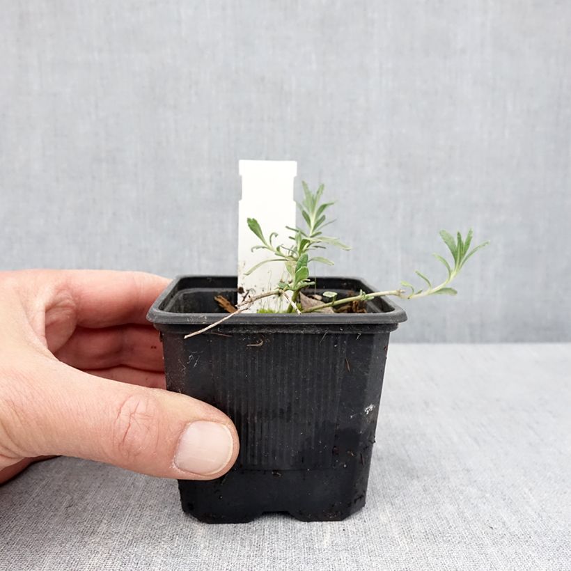 Spécimen de Teucrium ackermanii - Germandrée d'Ackerman en godet de 9 cm tel que livré au printemps