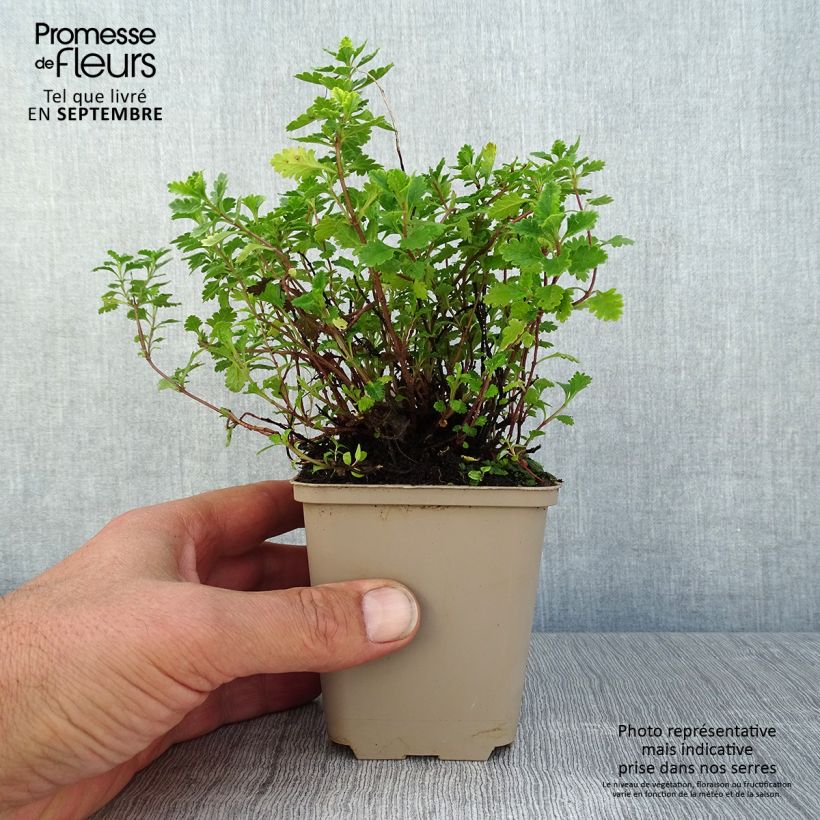 Spécimen de Teucrium chamaedrys (wild form) - Germandrée petit-chêne Godet de 8/9 cm tel que livré en été