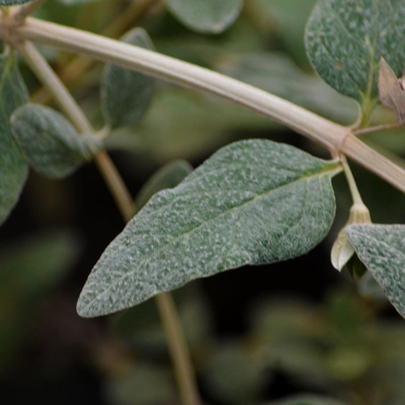 Teucrium fruticans Azureum  (Feuillage)