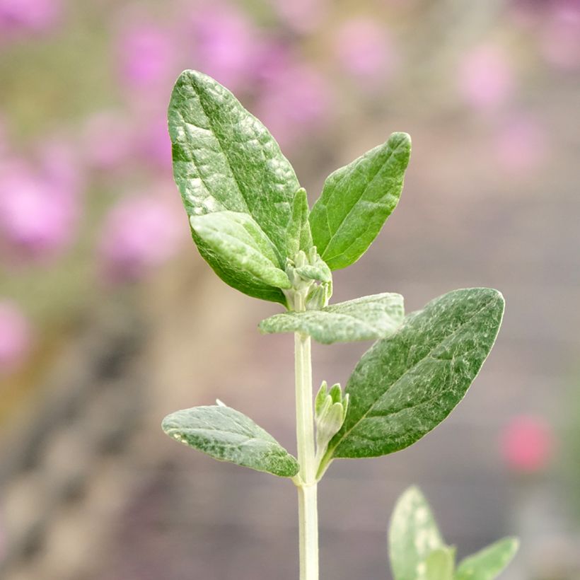 Teucrium fruticans Selection Erecta - Germandrée arbustive (Feuillage)