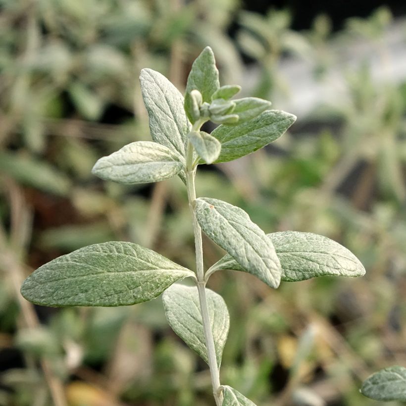 Teucrium fruticans Selection Erecta - Germandrée arbustive (Feuillage)