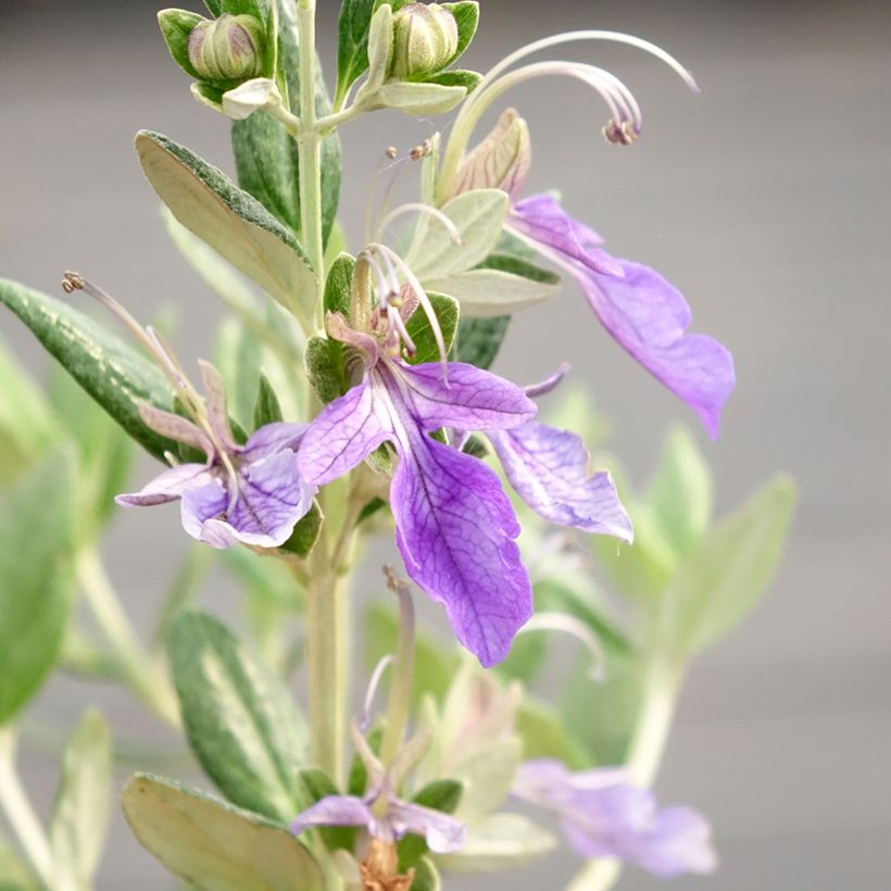 Teucrium fruticans Selection Erecta - Germandrée arbustive (Floraison)