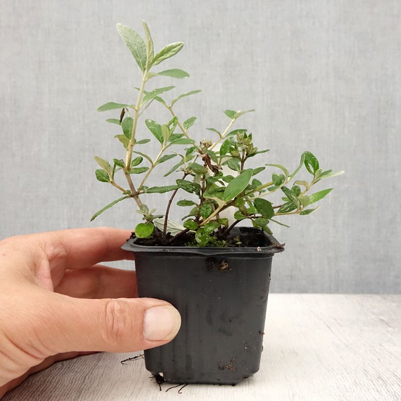Spécimen de Teucrium fruticans Selection Erecta - Germandrée arbustive Godet de 8/9 cm tel que livré en été