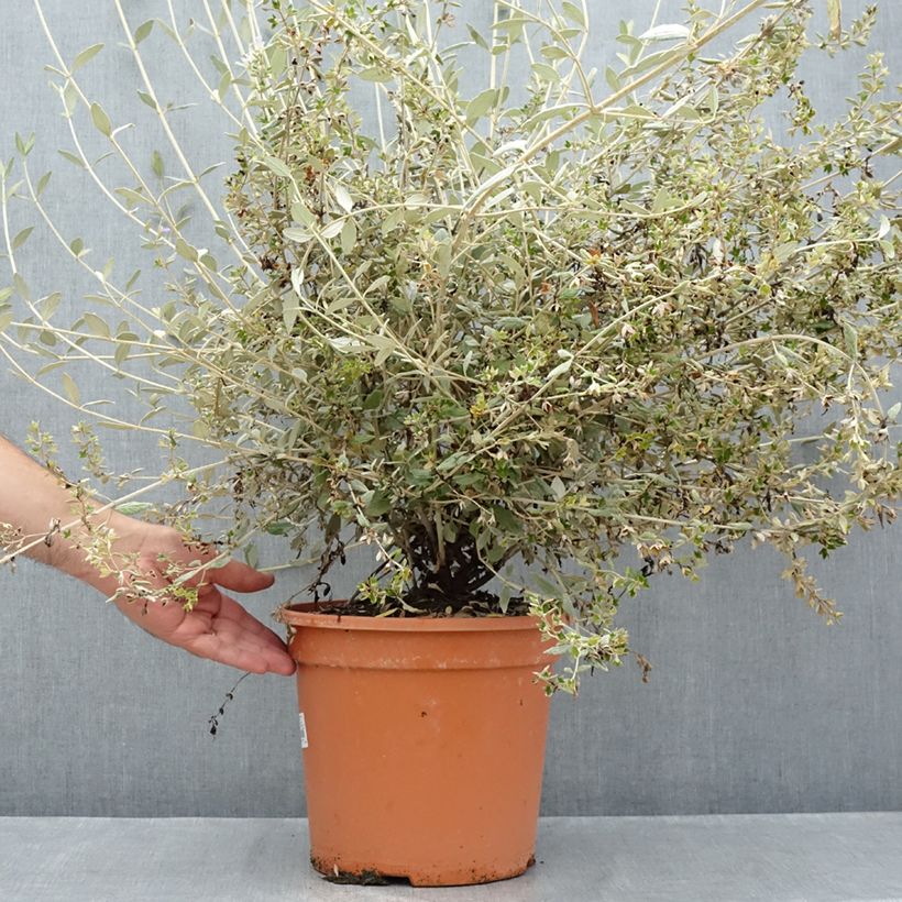 Spécimen de Teucrium fruticans Selection Erecta - Germandrée arbustive Pot de 7,5L/10L tel que livré en été