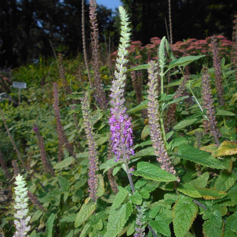 Teucrium hircanicum - Germandrée (Floraison)