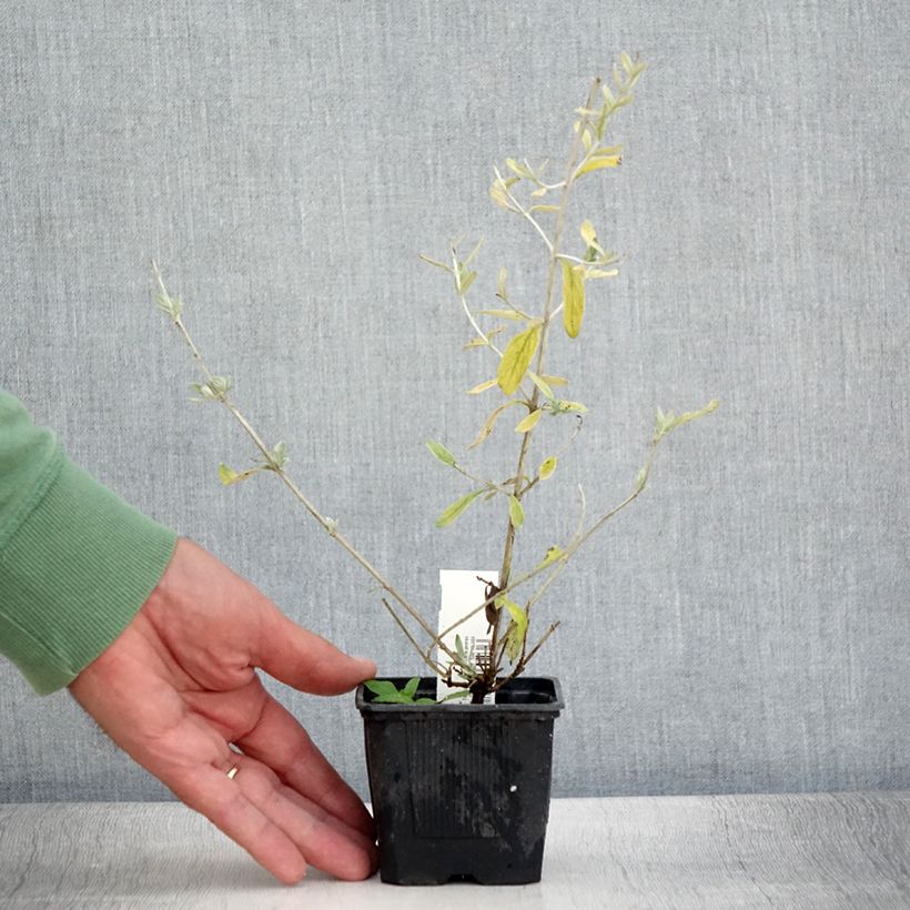 Spécimen de Teucrium Indyho - Germandrée arbustive Godet de 8/9 cm tel que livré en été