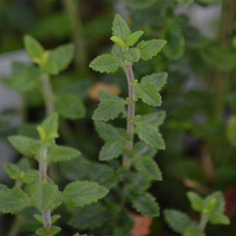 Teucrium lucidrys - Germandrée (Feuillage)