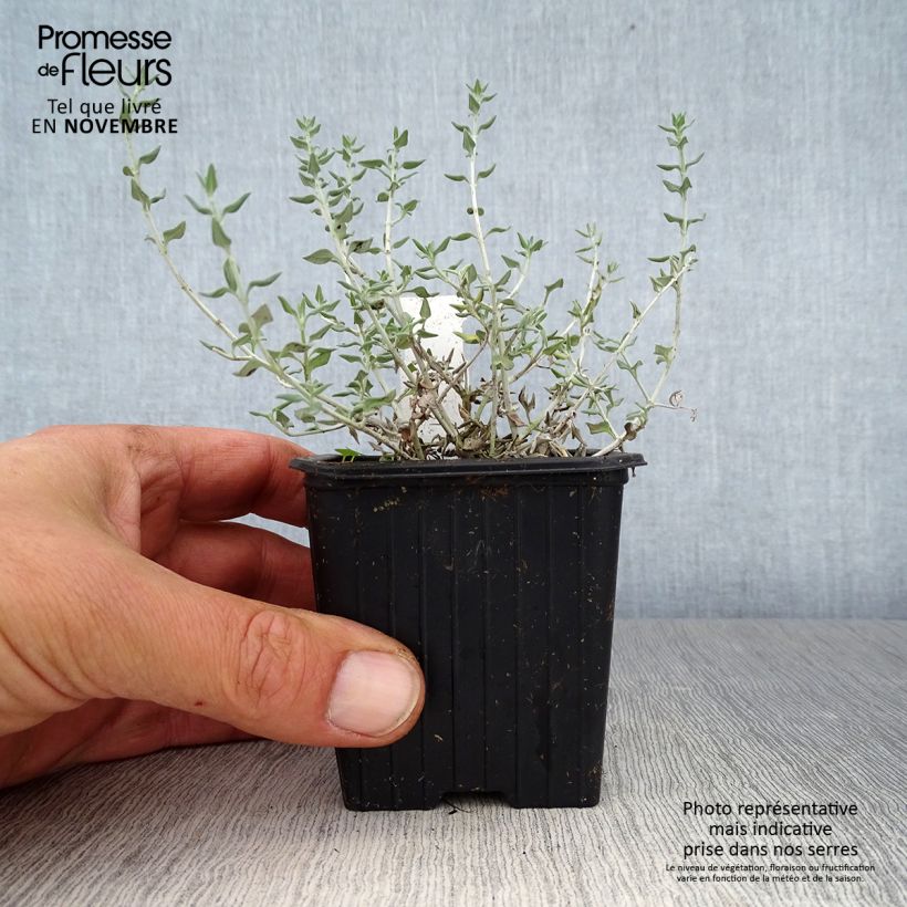Spécimen de Teucrium marum - Germandrée maritime tel que livré en automne
