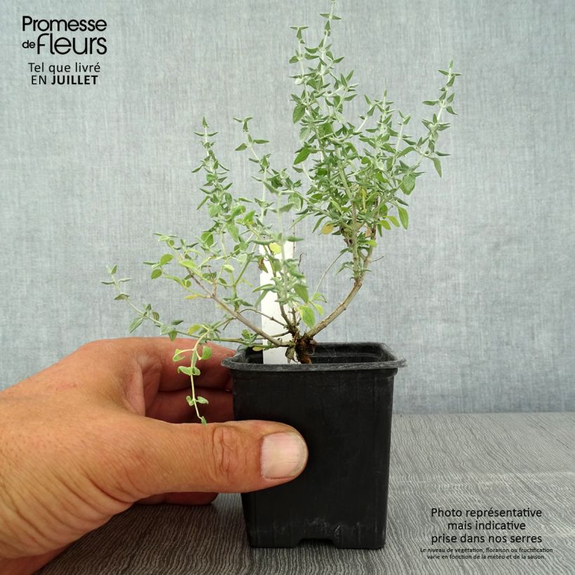 Spécimen de Teucrium marum - Germandrée maritime Godet de 8/9 cm tel que livré en été