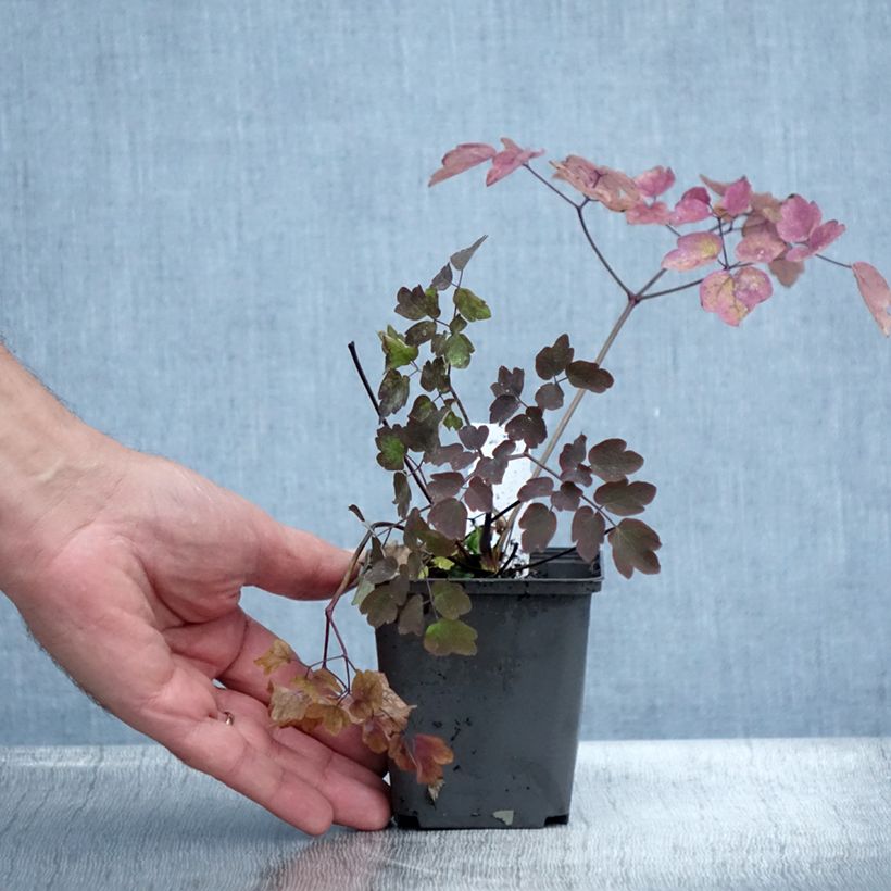 Spécimen de Thalictrum Anne - Pigamon Godet de 8/9 cm tel que livré en été