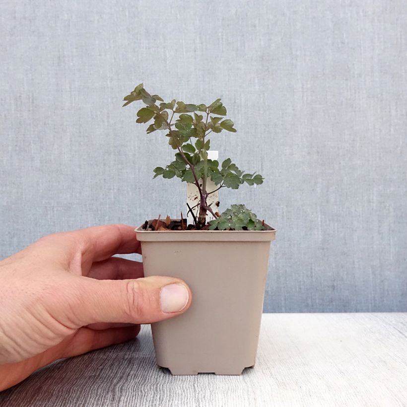 Spécimen de Thalictrum Anne - Pigamon Godet de 9cm tel que livré au printemps
