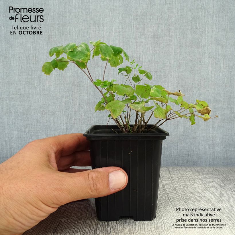 Spécimen de Thalictrum aquilegifolium - Pigamon Godet de 7/8 cm tel que livré en automne
