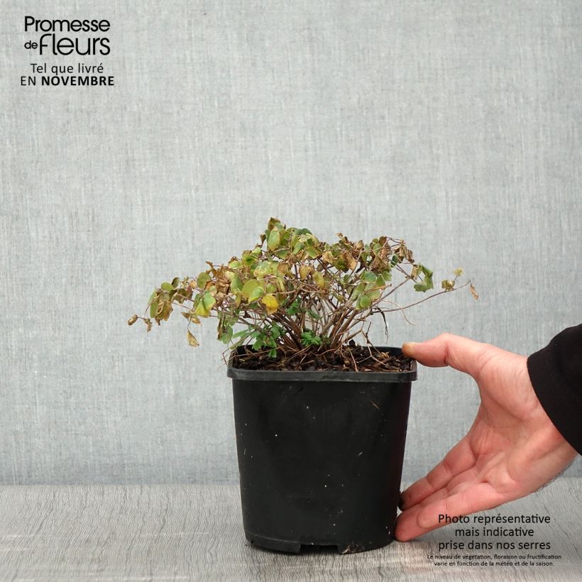 Spécimen de Thalictrum aquilegifolium Thundercloud - Pigamon à feuille d'ancolie Pot de 2L/3L tel que livré en automne
