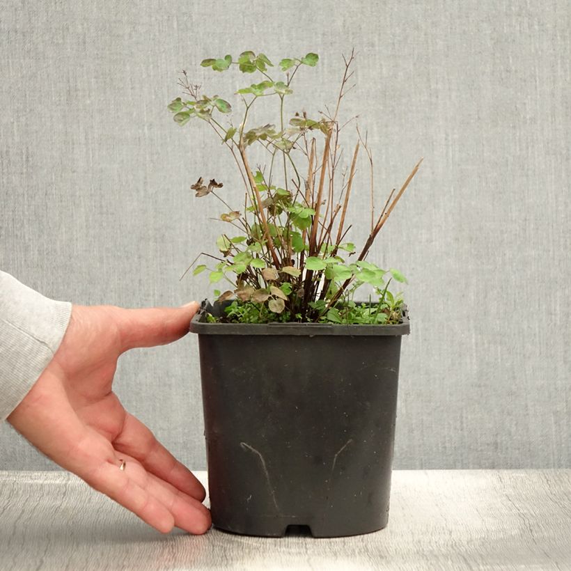 Spécimen de Thalictrum aquilegifolium Thundercloud - Pigamon à feuille d'ancolie Pot de 2L/3L tel que livré en été