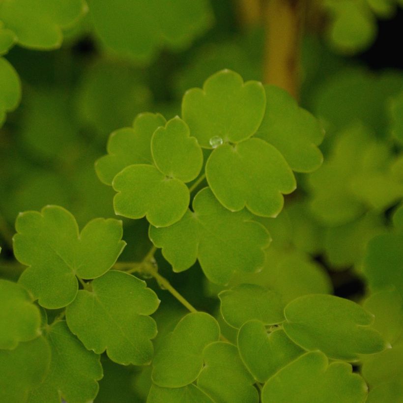 Thalictrum delavayi Album (Feuillage)