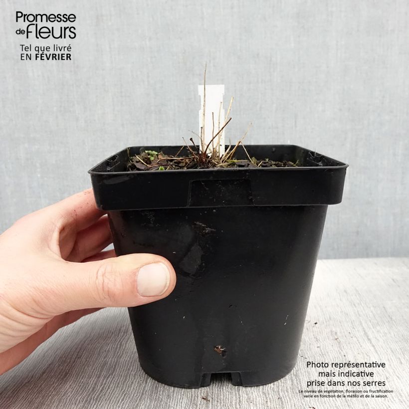 Spécimen de Thalictrum delavayi Album Pot de 2L/3L tel que livré en hiver