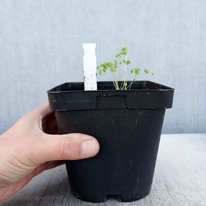 Spécimen de Thalictrum delavayi Album en pot 2/3L tel que livré au printemps