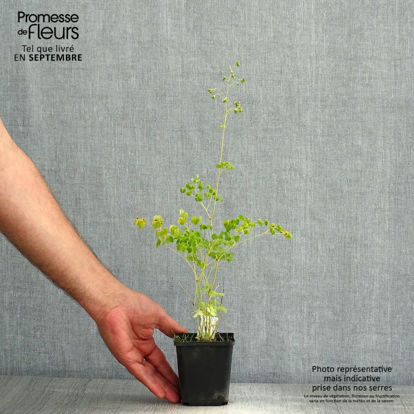 Spécimen de Thalictrum delavayi Album Godet de 8/9 cm tel que livré en été