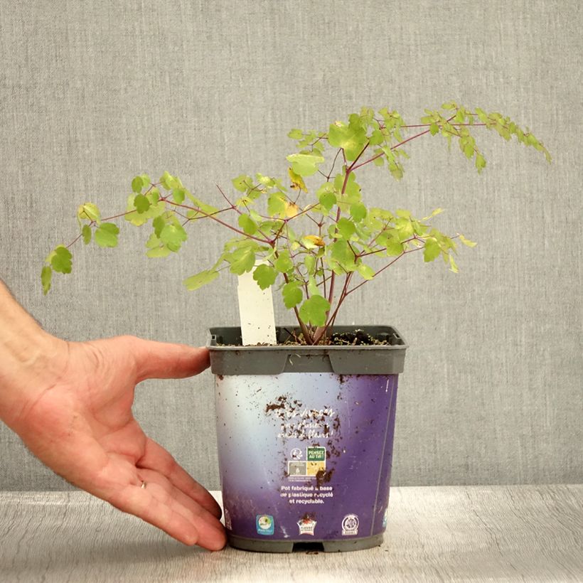 Spécimen de Thalictrum delavayi - Pigamon Pot de 2L/3L tel que livré en automne