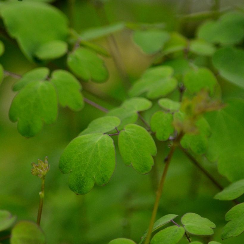 Thalictrum delavayi Hewitt's Double - Pigamon (Feuillage)