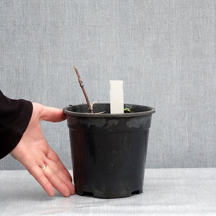 Spécimen de Thalictrum delavayi Hewitt's Double - Pigamon Pot de 2L/3L tel que livré en hiver