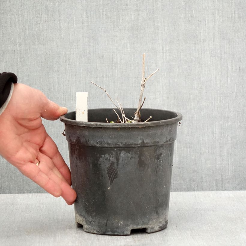 Spécimen de Thalictrum delavayi Hewitt's Double - Pigamon - Pot de 2L/3L tel que livré au printemps